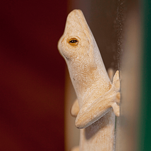 守宮 サムネイル画像