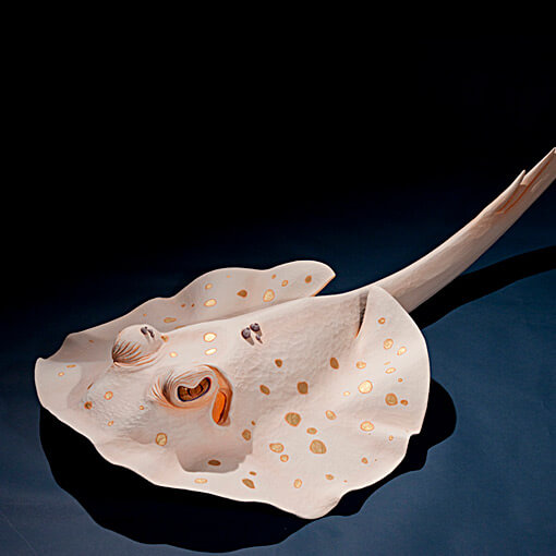 白鱏 サムネイル画像