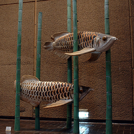 雅音 サムネイル画像