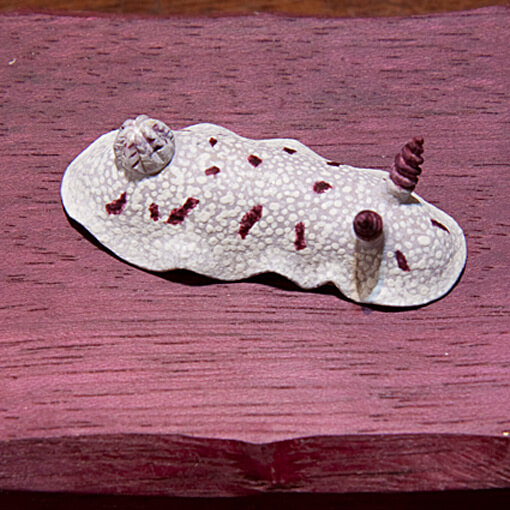 海牛〜マイチョコウミウシ〜 サムネイル画像