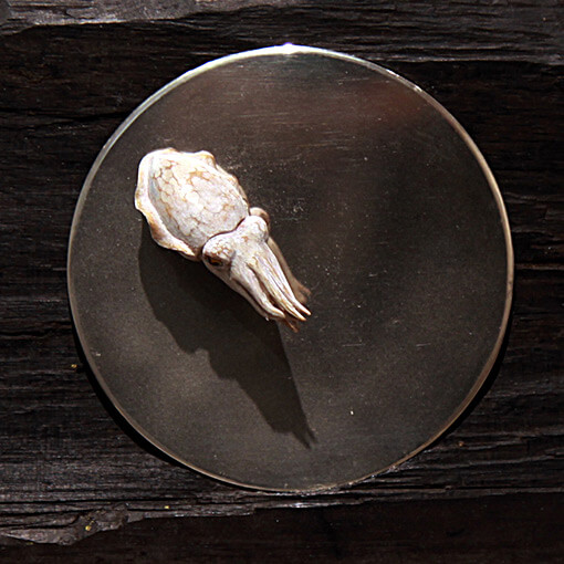 月光 サムネイル画像